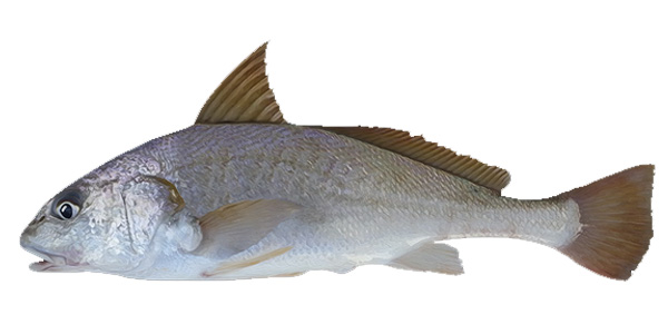 Peruvian weakfish Cynoscian analis cachema ecuador manta