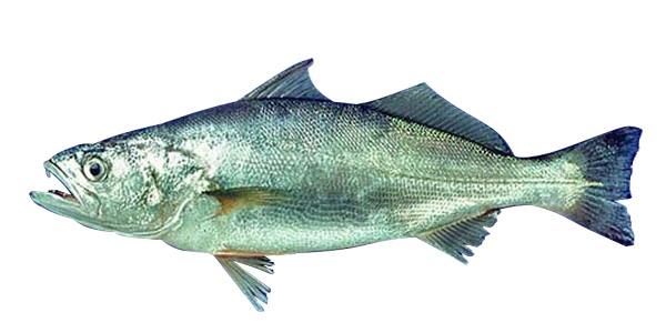 Peruvian weakfish Cynoscian analis cachema ecuador manta