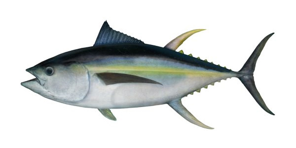 TUNA YELLOWFIN / Thunnus Albacares atun en manta ecuador