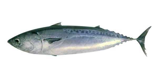pez botellita exportacion manta ecuador