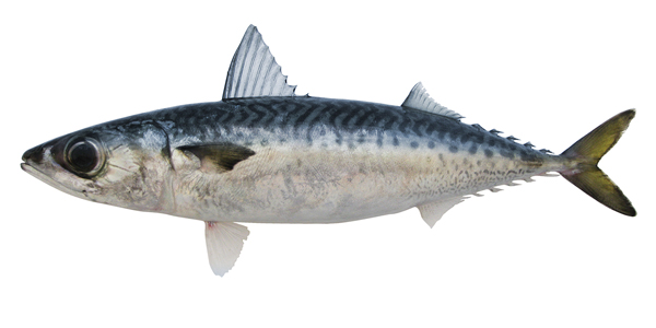 morenillo exportacion blue mackerel manta ecuador