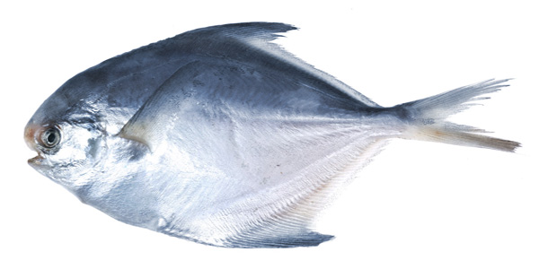 pampano ecuador manta PACIFIC HARVEST FISH