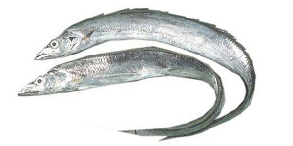 RIBBON FISH  Trichiurus Lepturus pez corbata Manta ecuador