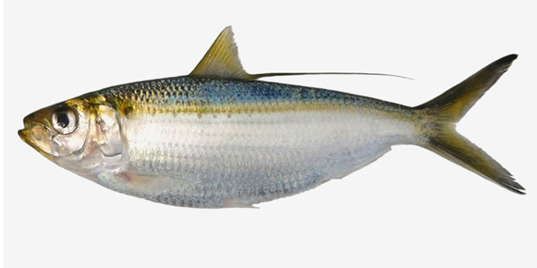 sardina   Opisthonema libertate Manta Ecuador